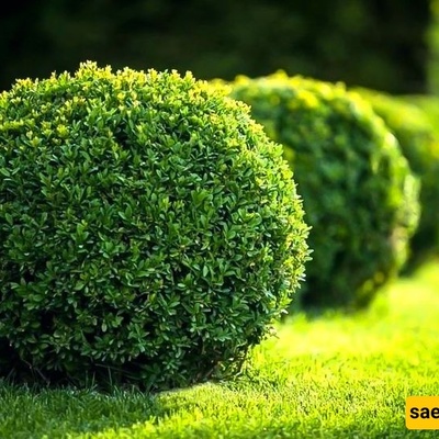 How to Grow and Care for the Myrtle Shrub