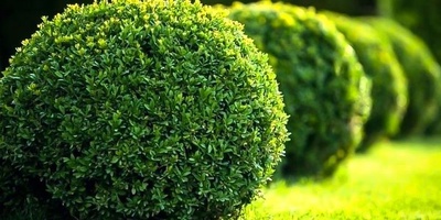 How to Grow and Care for the Myrtle Shrub