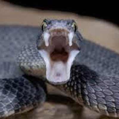 The Man Who Was Swallowed by a Snake but Survived!