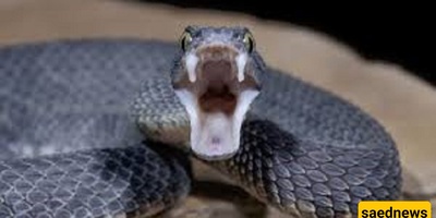 The Man Who Was Swallowed by a Snake but Survived!