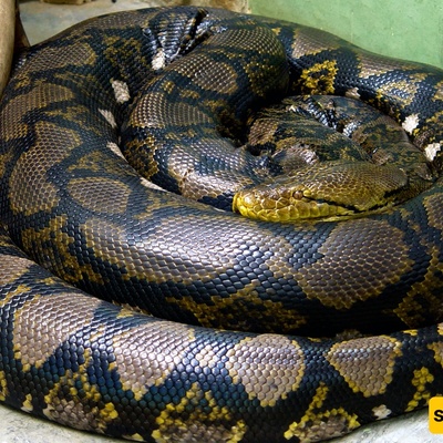 Wildlife; the heart-stopping moment of removing the body of a farmer from the stomach of a giant python