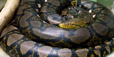 Wildlife; the heart-stopping moment of removing the body of a farmer from the stomach of a giant python