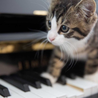 The Effects of Music on Animals!