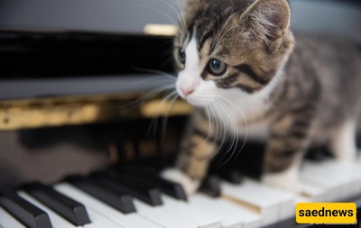 The Effects of Music on Animals!