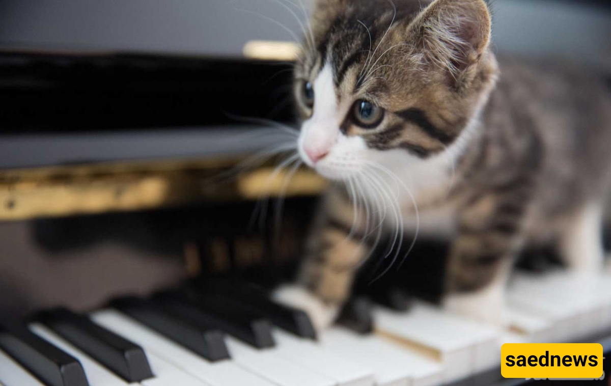 The Effects of Music on Animals!