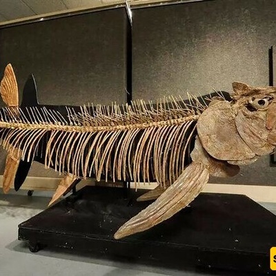 11-Year-Old Girl Discovers Fossil of the Ocean’s Largest ‘Sea Monster’ + Photo