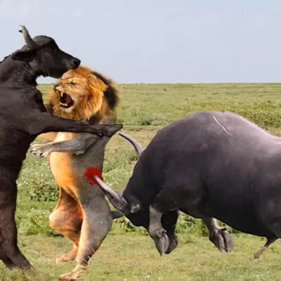 Wildlife Documentary of Animals / The Fierce and Breathtaking Battle Between a Lion and a Buffalo / A Good Friend is the Key to Everything! (Video)