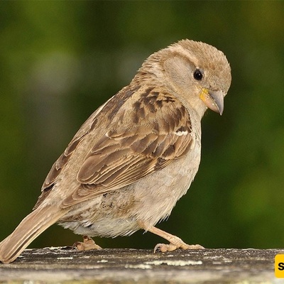 Why Do Birds Make More Noise in the Early Morning?