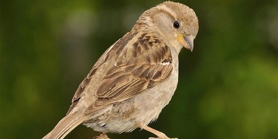 Why Do Birds Make More Noise in the Early Morning?