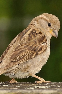 Why Do Birds Make More Noise in the Early Morning?