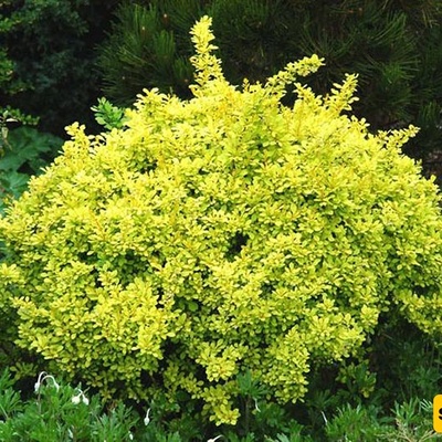 How to Grow and Care for Mahonia: A Complete Guide
