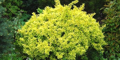 How to Grow and Care for Mahonia: A Complete Guide