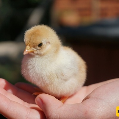 What Is the Cause of a Chick’s Lethargy? + Immediate and Scientific Treatment Methods!