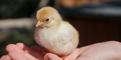 What Is the Cause of a Chick’s Lethargy? + Immediate and Scientific Treatment Methods!