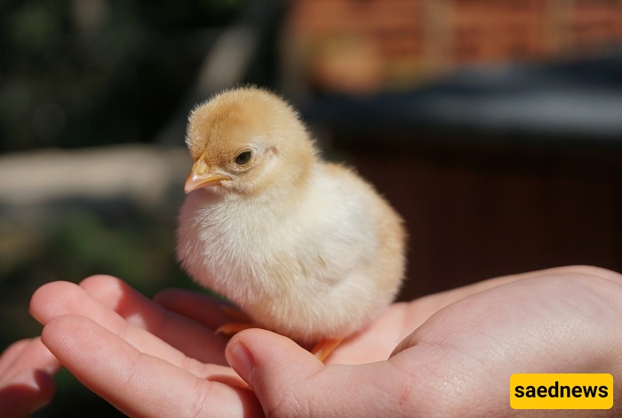 What Is the Cause of a Chick’s Lethargy? + Immediate and Scientific Treatment Methods!