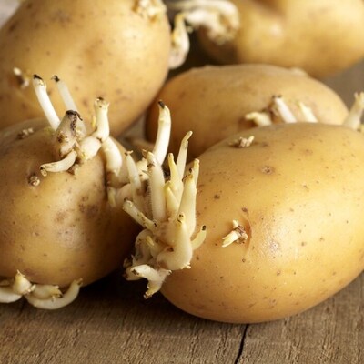 Can You Eat Sprouted Potatoes? Find Out the Truth