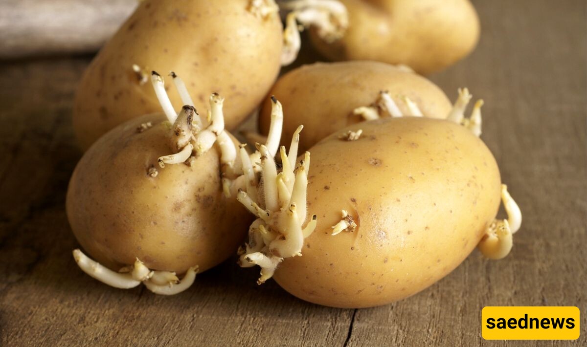 Can You Eat Sprouted Potatoes? Find Out the Truth