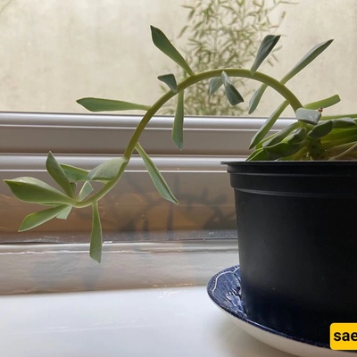 Why Does Your Plant Lean Toward the Window?