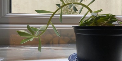 Why Does Your Plant Lean Toward the Window?