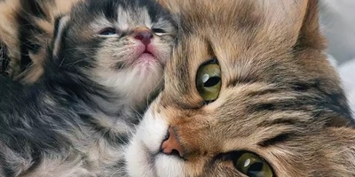 A kitten who was abused by its owner has now been rescued—and its mother has taken it under her care. Like cats, share love and kindness. + Video