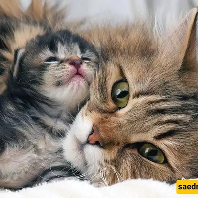 A kitten who was abused by its owner has now been rescued—and its mother has taken it under her care. Like cats, share love and kindness. + Video