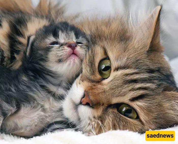 A kitten who was abused by its owner has now been rescued—and its mother has taken it under her care. Like cats, share love and kindness. + Video