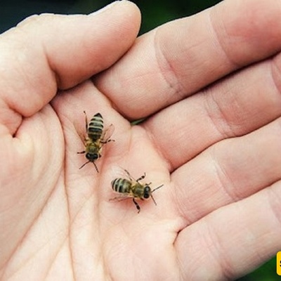 What to Do After a Bee Sting? + 10 Quick Home and Herbal Remedies