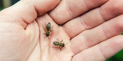What to Do After a Bee Sting? + 10 Quick Home and Herbal Remedies