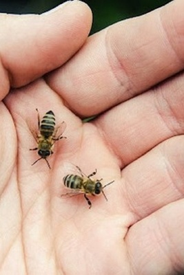What to Do After a Bee Sting? + 10 Quick Home and Herbal Remedies