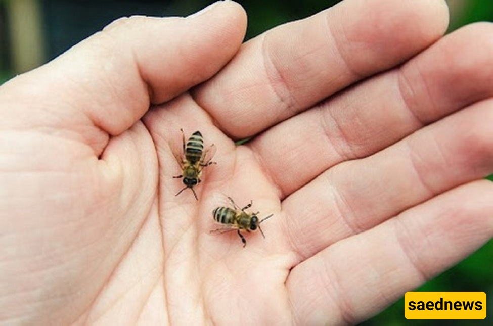 What to Do After a Bee Sting? + 10 Quick Home and Herbal Remedies