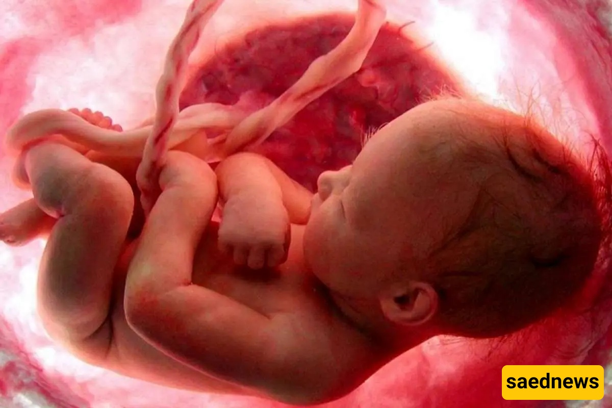 fetus