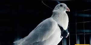Russia Turns Pigeons into Flying Spies in a Natural Surveillance Drone Revolution