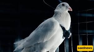 Russia Turns Pigeons into Flying Spies in a Natural Surveillance Drone Revolution