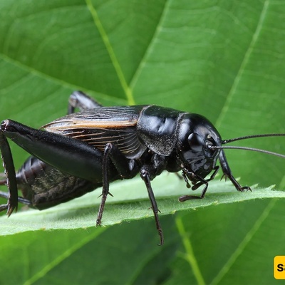 The Animal That Can Hear With Its Feet
