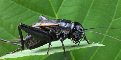 The Animal That Can Hear With Its Feet