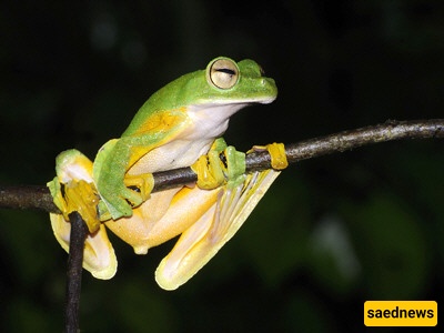 Flying Frog