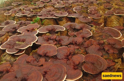 What Are the Benefits of Ganoderma Mushroom for the Skin?