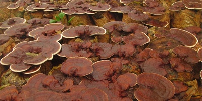What Are the Benefits of Ganoderma Mushroom for the Skin?