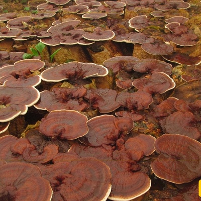 What Are the Benefits of Ganoderma Mushroom for the Skin?
