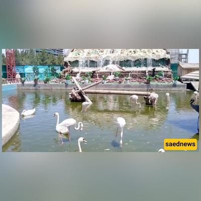 Planning a Trip to Mashhad? Don’t Miss This Hidden Paradise for Bird Lovers