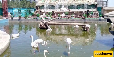 Planning a Trip to Mashhad? Don’t Miss This Hidden Paradise for Bird Lovers