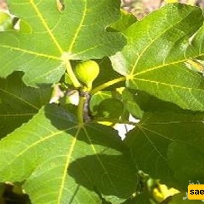 The Amazing Benefits of Fig Leaves: From Treating Diabetes and Stomach Ulcers to Relieving Skin Pain and Hair Loss