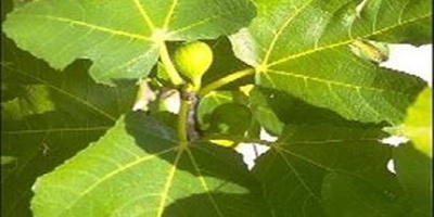 The Amazing Benefits of Fig Leaves: From Treating Diabetes and Stomach Ulcers to Relieving Skin Pain and Hair Loss