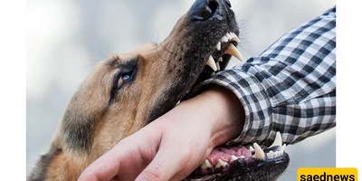 Watch: A Husky’s Intense Attack on a Man in an Elevator