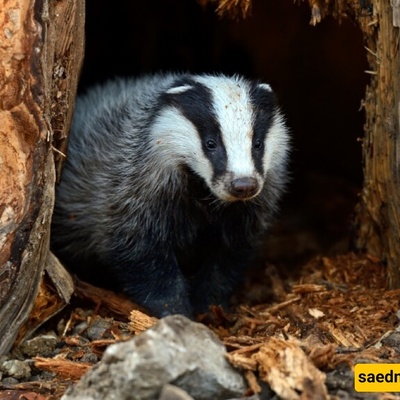 A Hungry Badger that Discovered a Third-Century Treasure