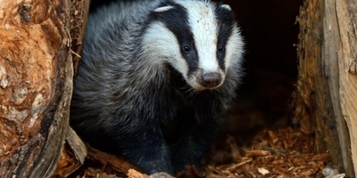 A Hungry Badger that Discovered a Third-Century Treasure