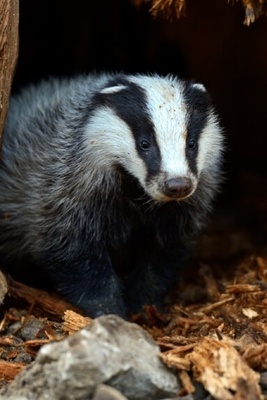 A Hungry Badger that Discovered a Third-Century Treasure