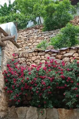 Everything About the Green Gem of Kurdistan, Selin Village