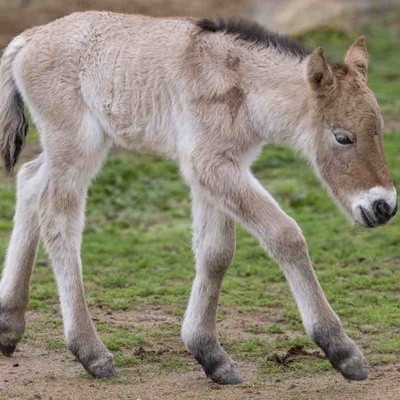 Birth Of A Rare Foal In New York; New Hope For The World’s Last Wild Horse Species