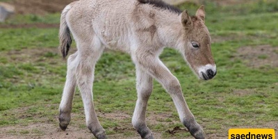 Birth Of A Rare Foal In New York; New Hope For The World’s Last Wild Horse Species